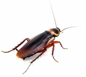 Brown-Banded Cockroach